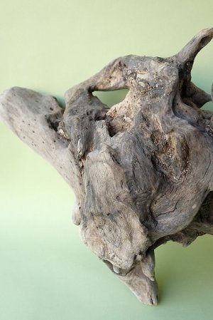 画像11: 流木根（中型）