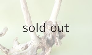 画像7: 流木根（中型）