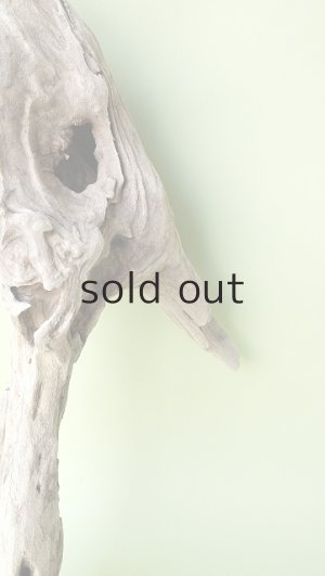 画像4: 変形流木