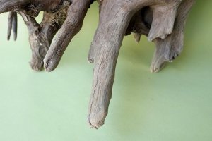 画像2: 流木根（中型）
