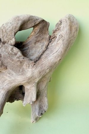 画像4: 流木根（中型）