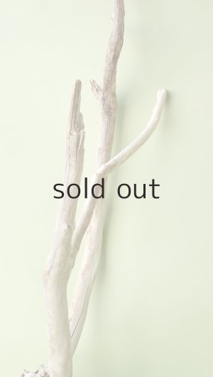 画像5: 流木根（中型）