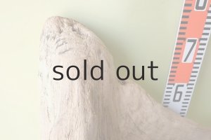 画像10: 大型 根