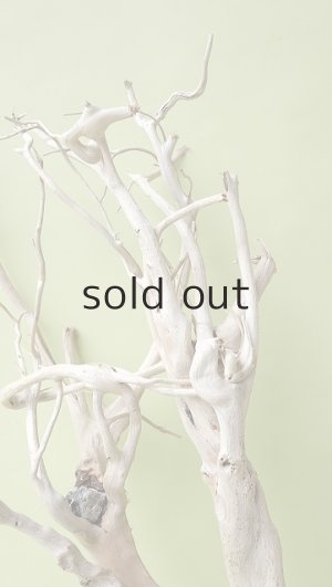 画像4: 流木根（中型）