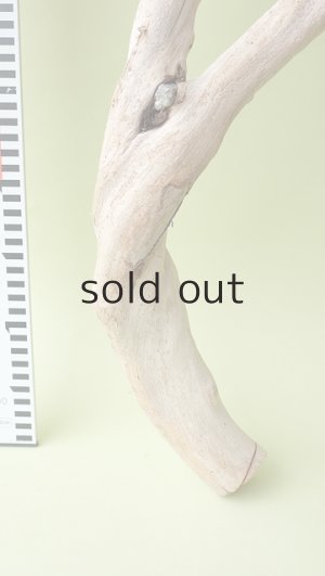 画像8: 流木根（中型）