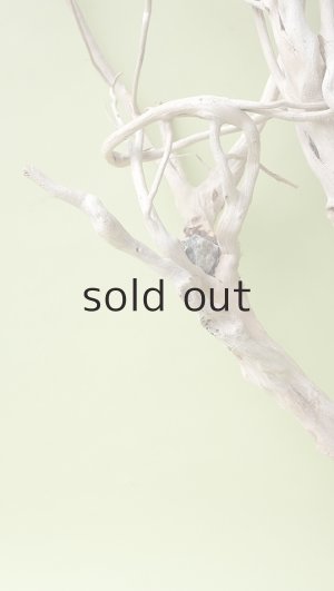 画像6: 流木根（中型）