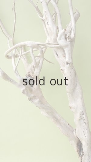 画像7: 流木根（中型）