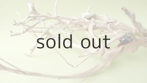 画像10: 流木根（中型）