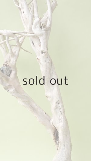 画像3: 流木根（中型）