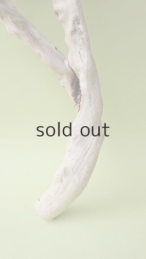 画像2: 流木根（中型）