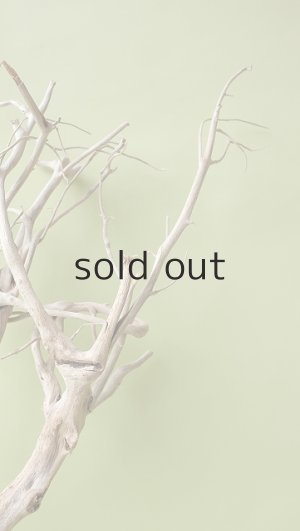 画像9: 流木根（中型）