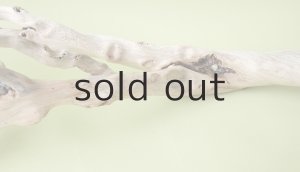 画像11: 流木根（中型）