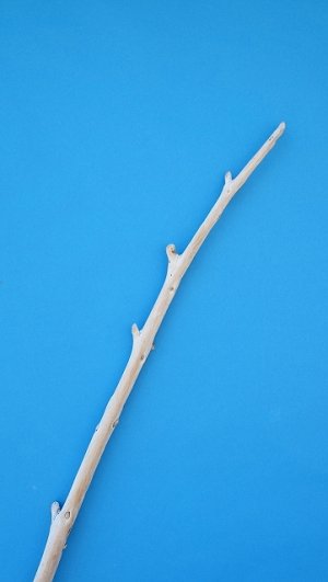 画像4: 棒流木・長尺