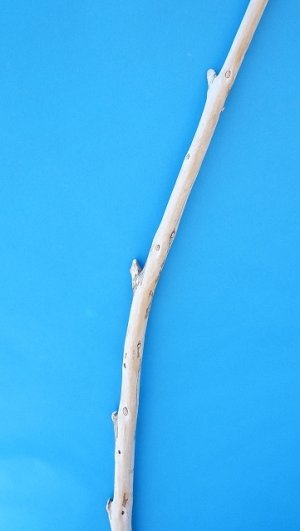 画像3: 棒流木・長尺