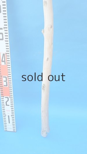 画像5: 棒流木・長尺