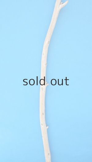 画像3: 棒流木・長尺