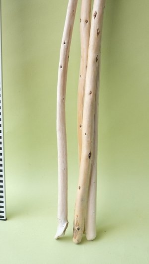 画像6: 棒流木セット
