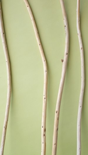 画像4: 棒流木セット