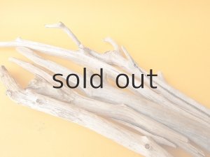 画像6: 小枝流木セット