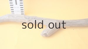 画像6: 変形流木