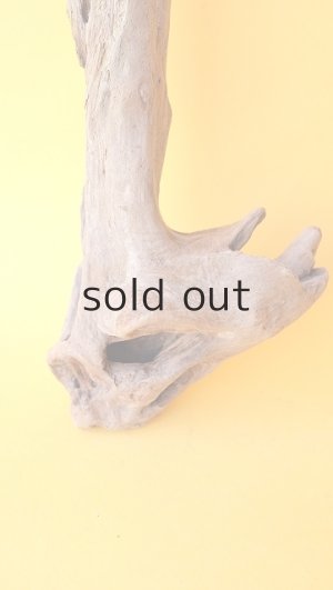 画像2: 変形流木