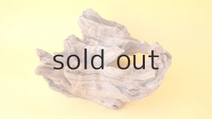 画像5: 変形流木