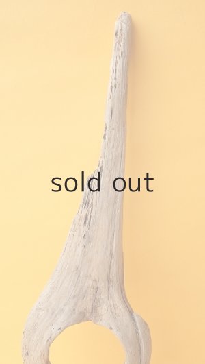 画像4: 変形流木