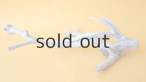 画像4: 小枝流木