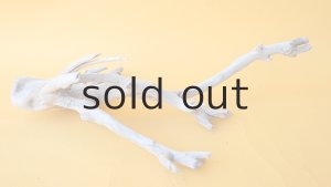 画像5: 小枝流木