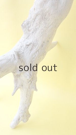 画像8: 流木根（中型）