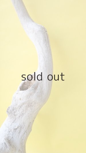 画像7: 流木根（中型）