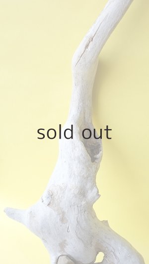 画像3: 流木根（中型）