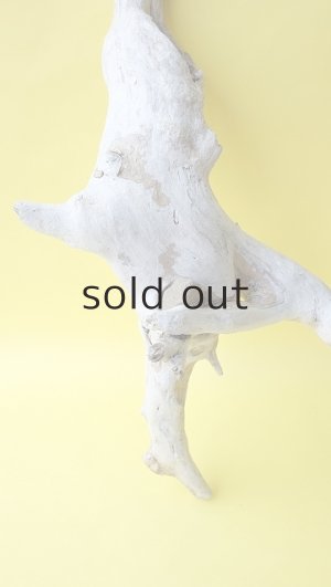 画像2: 流木根（中型）