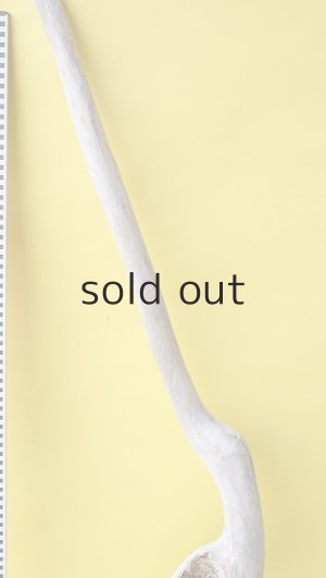 画像9: 流木根（中型）