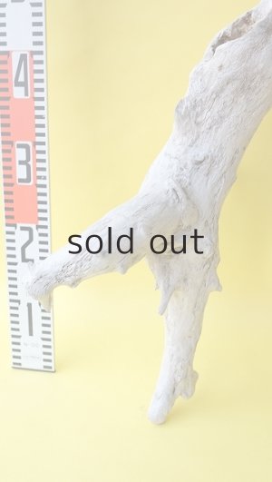 画像6: 流木根（中型）