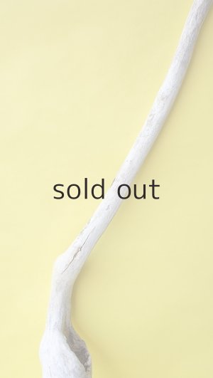 画像4: 流木根（中型）