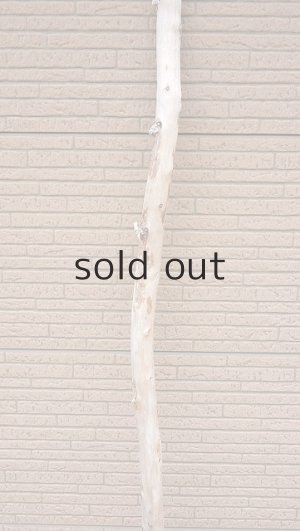 画像3: 棒流木・長尺