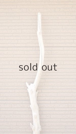 画像4: 幹流木・長尺