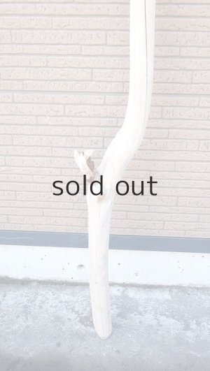 画像2: 幹流木・長尺