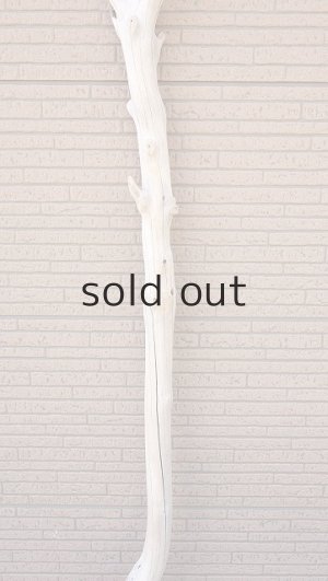 画像3: 幹流木・長尺