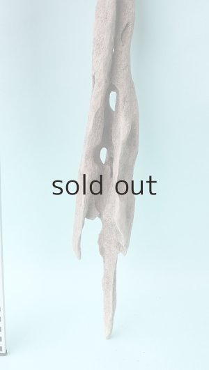 画像7: 変形流木