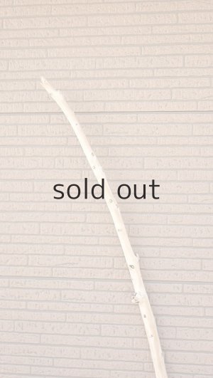 画像4: 棒流木・長尺