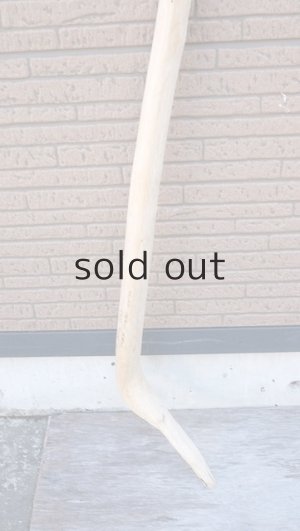 画像2: 棒流木・長尺