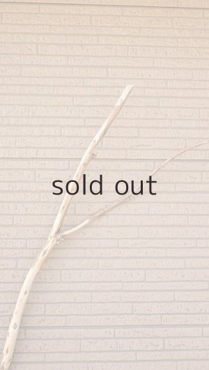 画像4: 棒流木・長尺