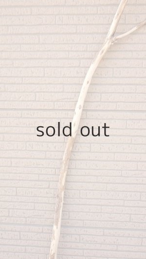 画像3: 棒流木・長尺