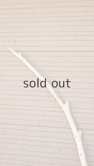 画像4: 棒流木・長尺