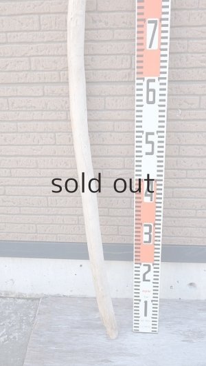 画像5: 棒流木・長尺