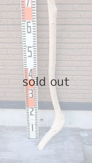 画像5: 棒流木・長尺