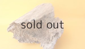 画像8: 変形流木