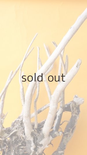 画像3: 流木根（中型）